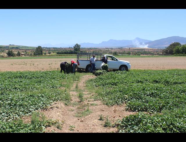 16.70HA FARM FOR SALE IN PAARL RURAL